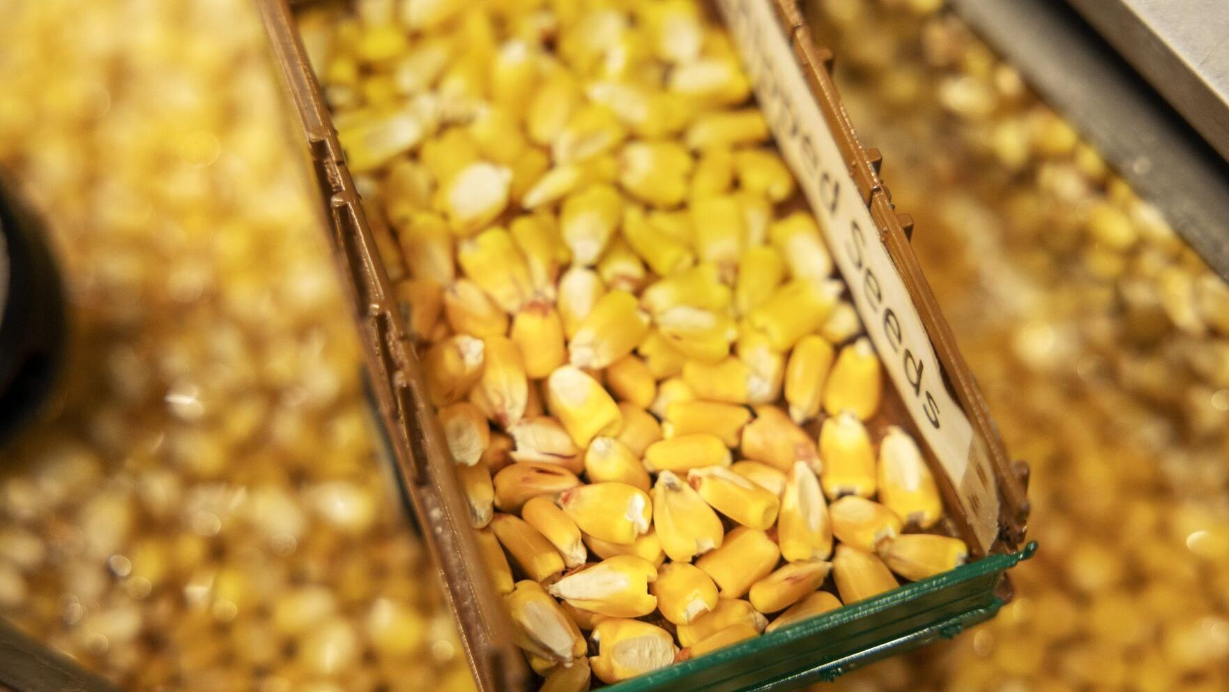 Bayer celebrates ‘short-stature’ corn in its first year of being available to grow in US